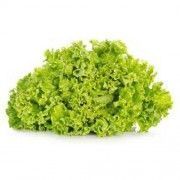 lechuga-bavaria