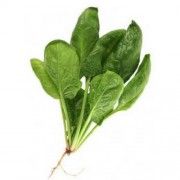 espinaca 2