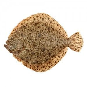 rodaballo