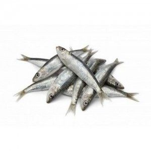 sardina