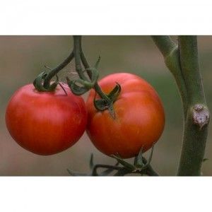 tomate rama 2