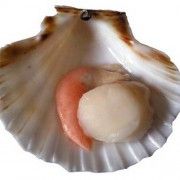 vieira 3