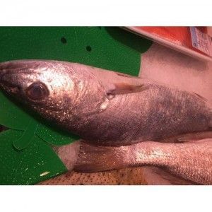 corvina