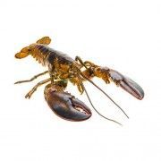Bogavante