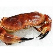 Buey De Mar