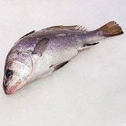 Corvina