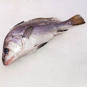 Corvina