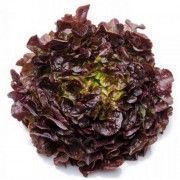 lechuga hoja de roble