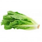 lechuga romana