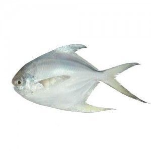 Palometa