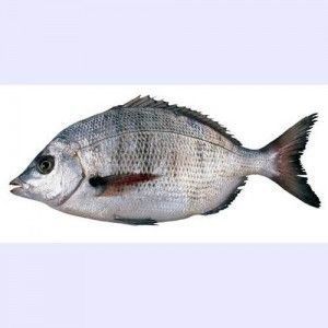 Sargo